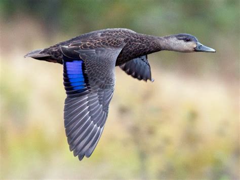 American Black Duck – Profile | Traits | Facts | Habitat | Breeding ...