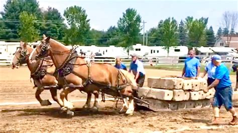 Florida Horse Pulls 2024 - Donni Natividad