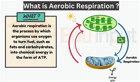 Aerobic Respiration-Steps, Equation, Evolutionary Significance, and ...