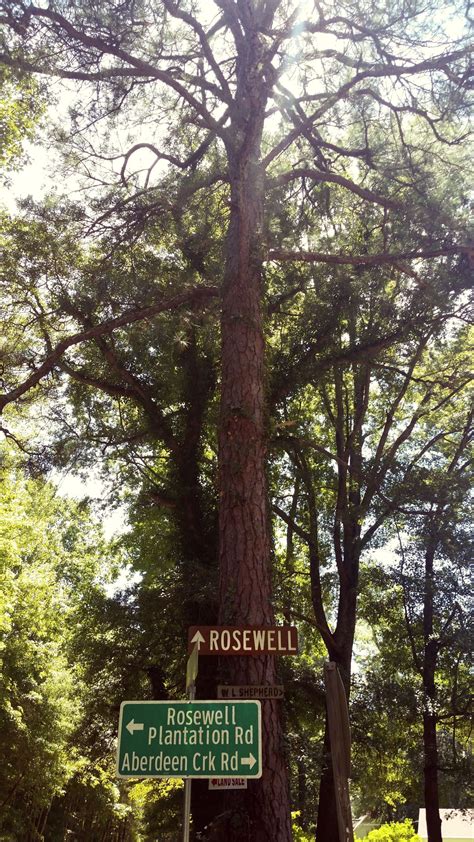 The Rosewell Plantation Ruins – Brandie Sellers