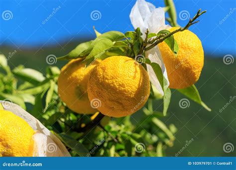 Yuzu on the tree stock image. Image of field, landscape - 103979701