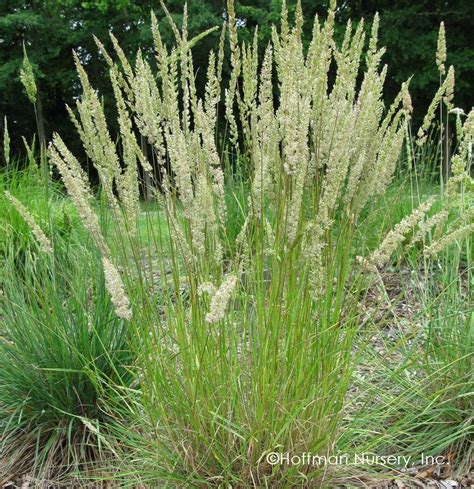 Hoffman Nursery Plants June Grass | Xeriscape, Invasive plants, Plants