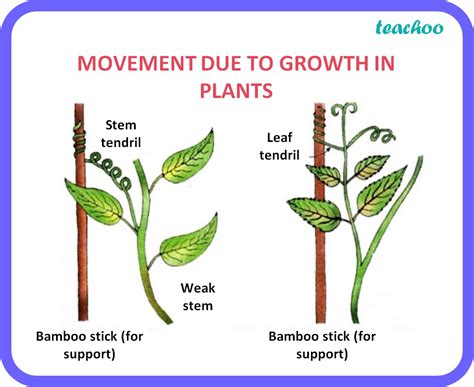 Response To Stimuli Plants