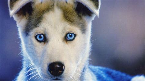 Baby Husky Wallpapers - Top Free Baby Husky Backgrounds - WallpaperAccess