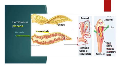 Lecture # 4 excretion in different animals - YouTube