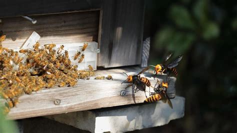 Wasp Vs. Hornet Vs. Bees: How To Tell The Difference – Forbes Home