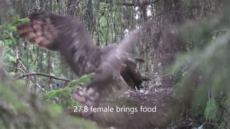 Honey Buzzard nest Oslo 2021 - YouTube