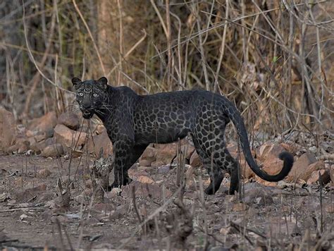 Rare Black Leopard Spotted in India