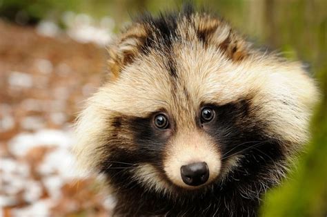 What Is a Tanuki? 8 Surprising Tanuki Facts | Raccoon dog, Japanese ...