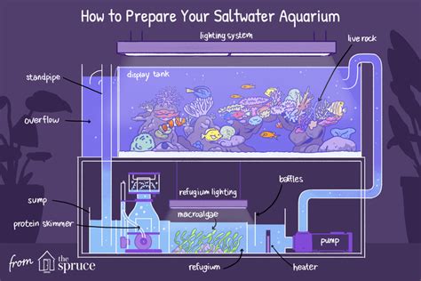 Learn How to Set up a Saltwater Aquarium in 10 Steps | Saltwater ...