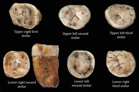 Human teeth found in Jersey hint at Neanderthal and Homo sapiens ...