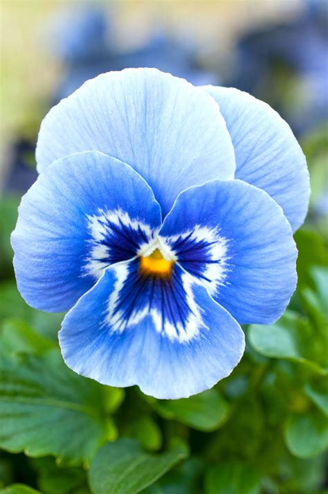 Blue pansies – Artofit