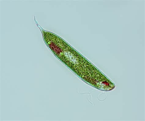 Euglena Under Microscope Labeled