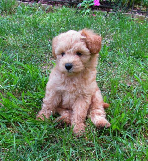 Growing Puppies - Virginia Schnoodle Breeder --Hypoallergenic Dogs: 7 ...