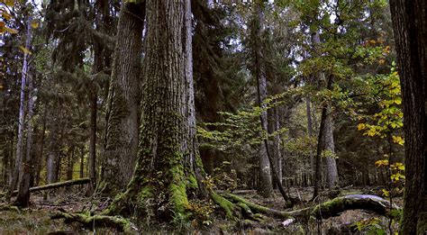 What’s Up in Białowieża Forest? - The Cleanest Line