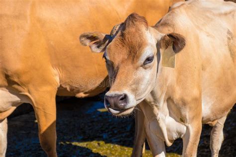 Milking cow on a farm stock image. Image of manufacturing - 152858561