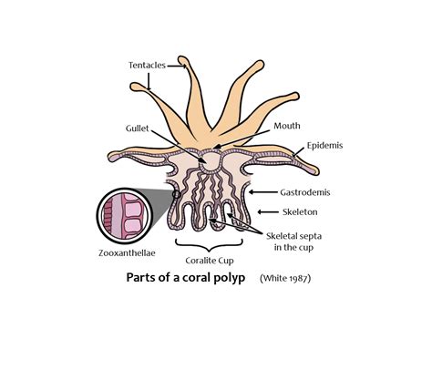 What are Coral reefs? - CCEF