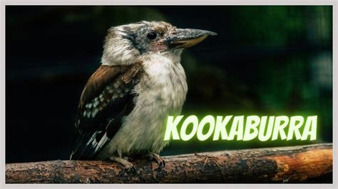 Kookaburra laughing in Australian bush. Loud sounds of birds from ...