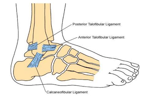 Ankle Instability – Dayton Orthopaedic Surgery