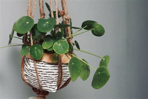 22 Best Indoor Hanging Plants (+ Top Nurturing Tips) - Petal Republic