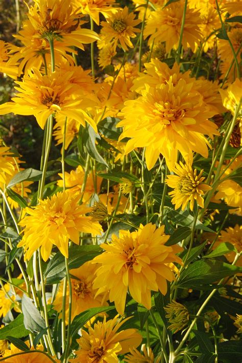 Rudbeckia laciniata var. hortensia - Изображение особи - Плантариум