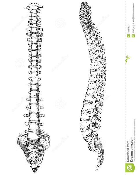 Human spine clipart 20 free Cliparts | Download images on Clipground 2024