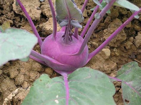 How to Grow Kohlrabi from Seed – Bountiful Gardener