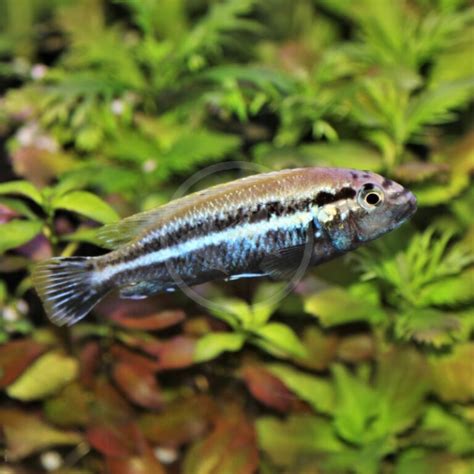 CICHLID - JOHANNI ELECTRIC BLUE Melanochromis johannii - Aquatics Unlimited