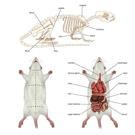 Brown rat | Description, Origin, Pest, Diseases, Laboratory Animal, Pet ...