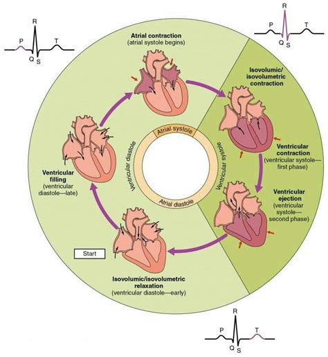 The Cardiac Cycle | Science Amino