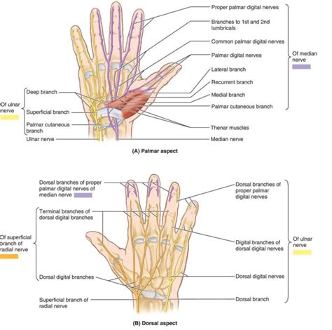 Hand nerves diagram | Anatomy System - Human Body Anatomy diagram and ...