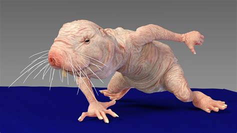 Unveiling the Fascinating World of the Naked Mole Rat