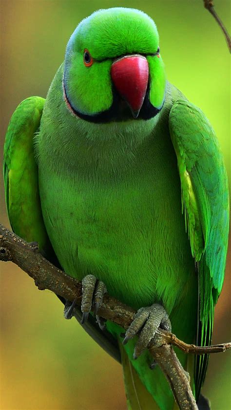 Parrot Wallpapers