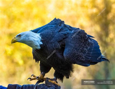 Eagle sitting on tree branch on blurred natural background — feathery ...