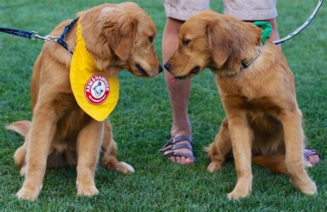 Meet the Baseball Dogs: The Team Bat Dogs and Entertainers of Baseball ...