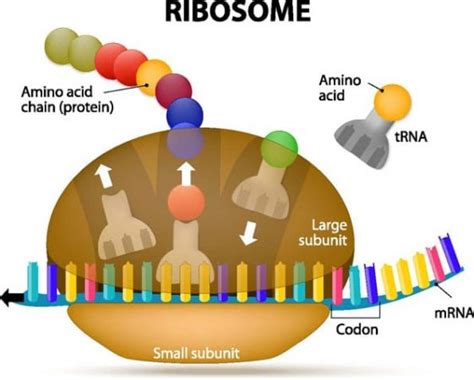 RNA Translation | The 3 Step Process of Protein synthesis