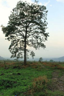 State Tree of Manipur | Uningthou | Symbol Hunt