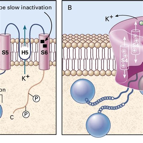 Structure of Ion Channels. Panel A shows a subunit containing six ...