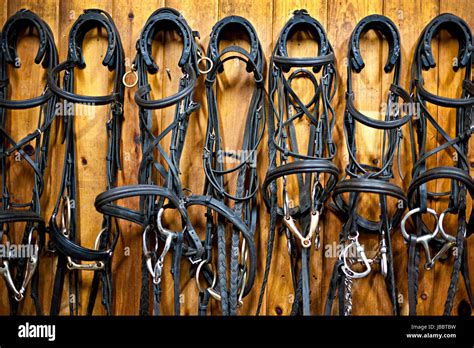 Leather horse bridles and bits hanging on wall of stable Stock Photo ...