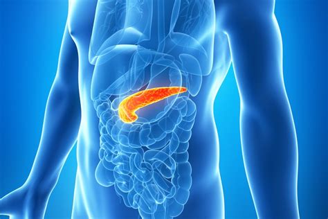 Pancreas: Function, Location & Diseases | Live Science