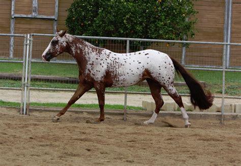 Leopard Appaloosa by FineEquine on DeviantArt