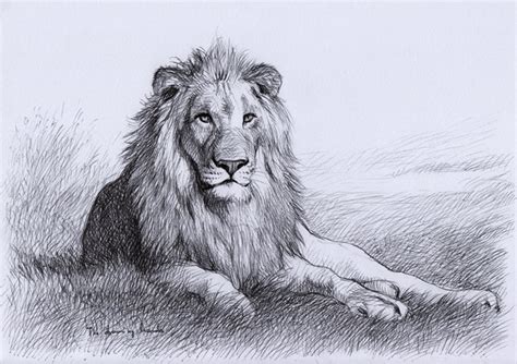 10+ Cool Lion Drawings for Inspiration - Hative