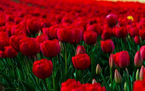 HD wallpaper: Beautiful Tulips Desktop Background 854 | Wallpaper Flare