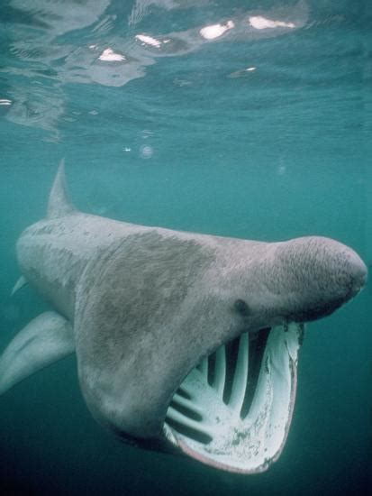 'Basking Shark Mouth Open' Photographic Print | AllPosters.com