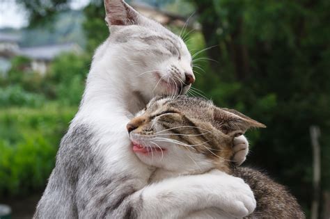 Selective focus of two cat closing their eyes hugging each other HD ...