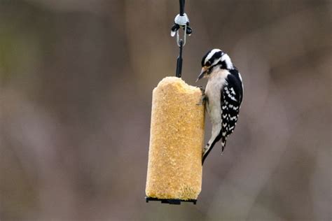 Woodpecker On Feeder-4624 - Keith Johnson - Photography, Animals, Birds ...