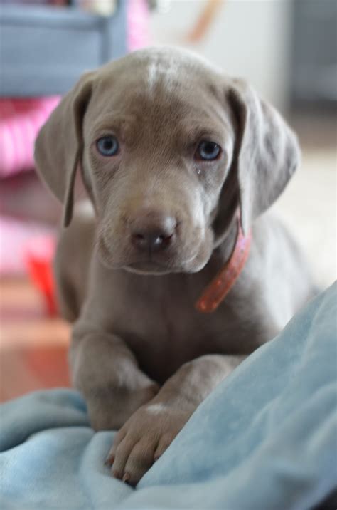 Northstar Weimaraners: Adorable weimaraner puppies!