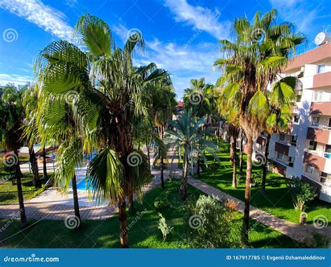 Palm Trees by the Pool in the Hotel Courtyard. Tourism. Relaxation ...