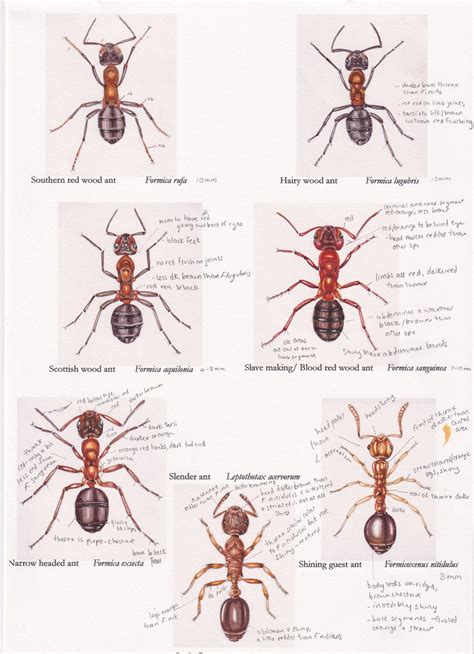 Ant species colour guide rough - Lizzie Harper