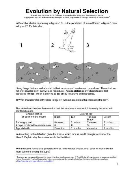 Printable Human Evolution Worksheet – Askworksheet